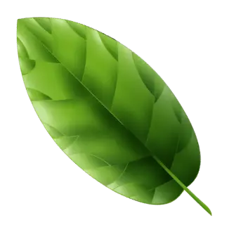 leaf